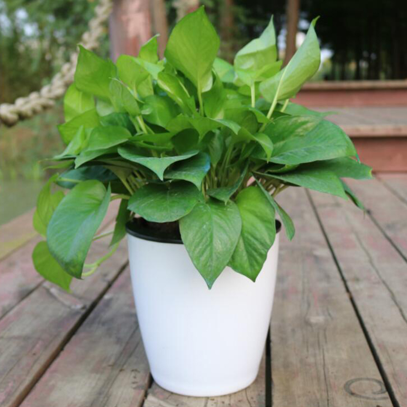 กระถางดอกไม้แบบอัตโนมัติ Lazy  - Gardening Tools Green บทวิจารณ์และราคา